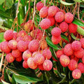 Litchi Grown Through Seeds - 10" Grow bag