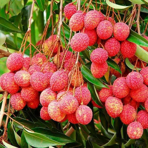 Litchi Grown Through Seeds - 10" Grow bag