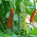 Long Pepper - 10" Grow bag