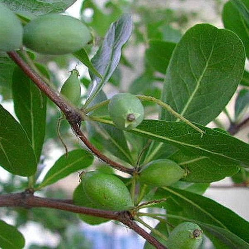 Madagascar Almond - 10" Grow bag