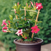 Mandevilla Mixed - 5" Pot