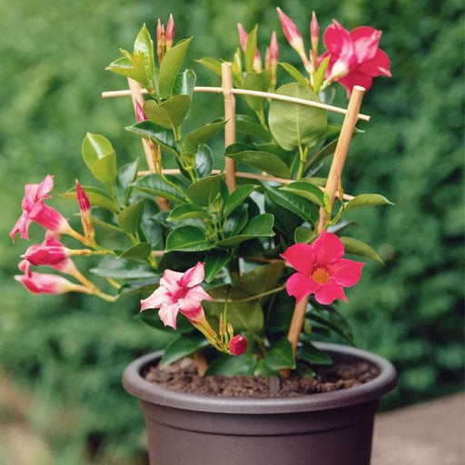 Mandevilla Mixed - 6" Pot