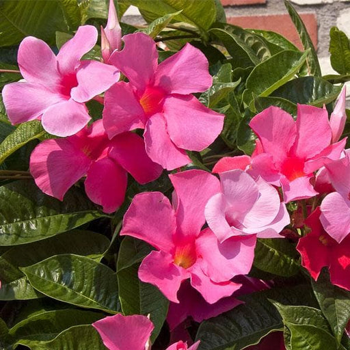 Mandevilla Mixed - 5" Pot