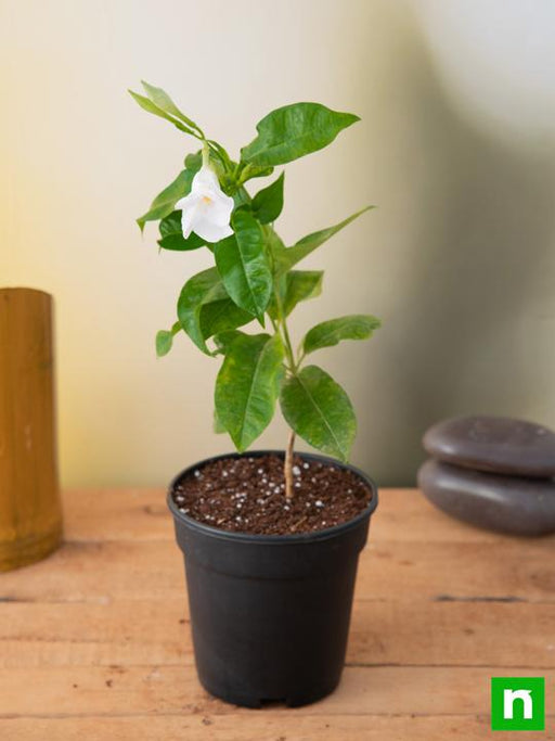 Mandevilla White - 5" Pot