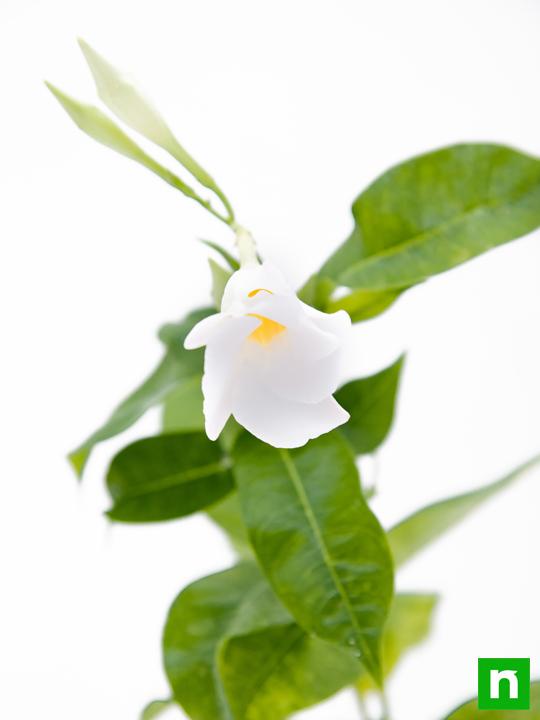 Mandevilla Mixed - 5" Pot