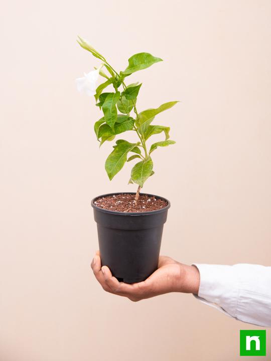 Mandevilla White - 5" Pot