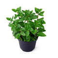 Peppermint - 5" Pot