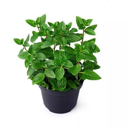 Peppermint - 5" Pot