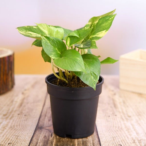 Money Plant Golden - 4" Pot