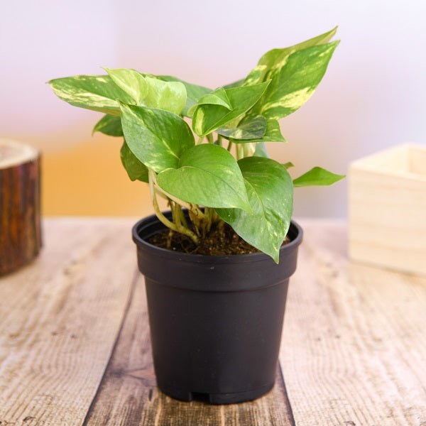 Plants by Features & Uses