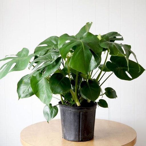 Monstera - 5" Pot