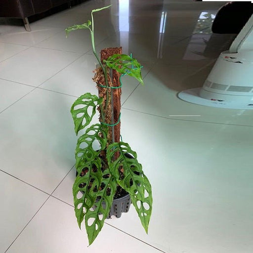 Monstera obliqua - 12" Pot