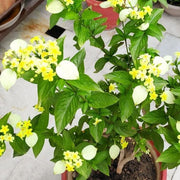 Mussaenda Mixed - 10" Grow bag