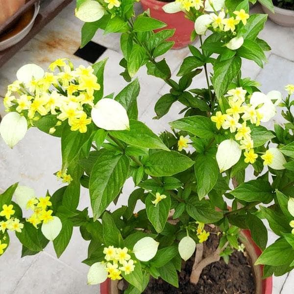 Mussaenda Mixed - 10" Grow bag