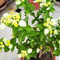 Mussaenda Yellow - 10" Grow bag