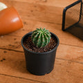 Notocactus roseoluteus - Cactus - 3" Pot