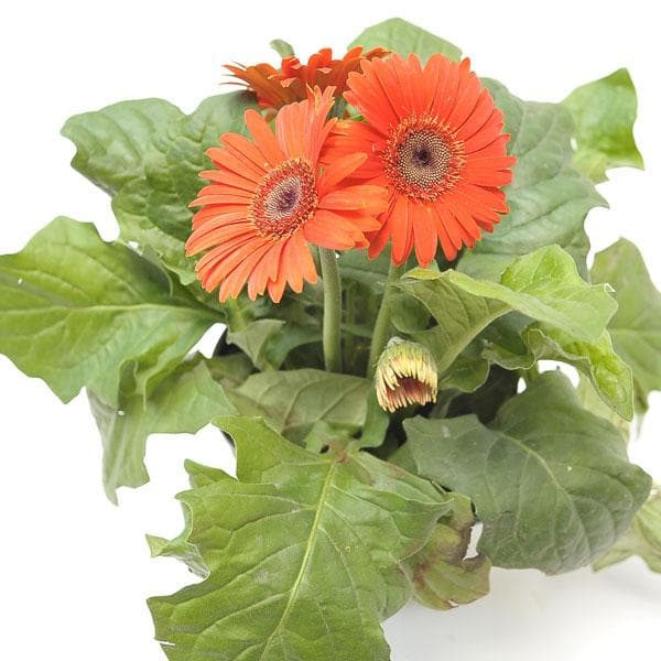 Gerbera Mixed - 5" Pot