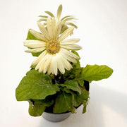 Gerbera Mixed - 5" Pot