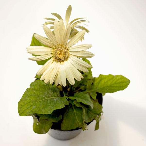 Gerbera Mixed - 5" Pot