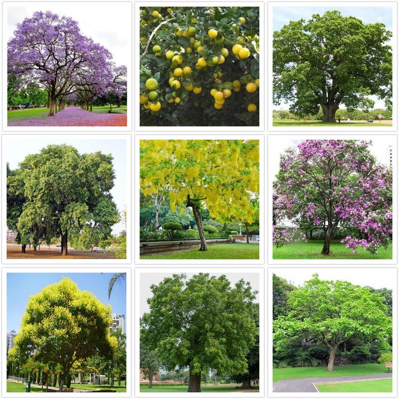 Pack of 75 Native Tree Seeds of India