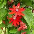 Passion Flower Red - 10" Grow bag