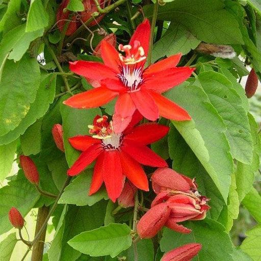 Passion Flower Red - 10" Grow bag