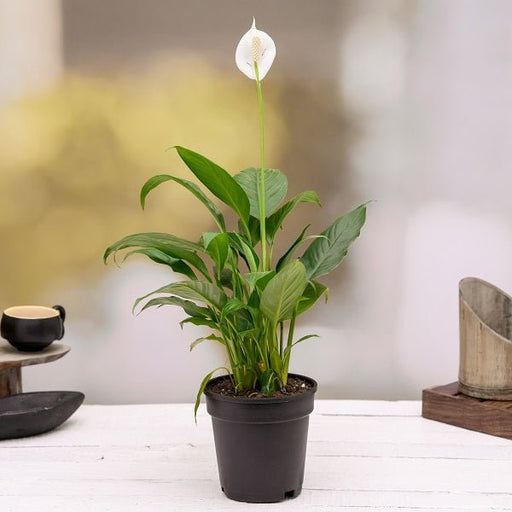Peace Lily Green - 4" Pot