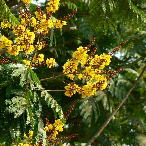 Peltophorum Ferrugineum, Peela Gulmohar - 0.5 kg Seeds