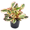 Peperomia Clusiifolia - 3" Pot