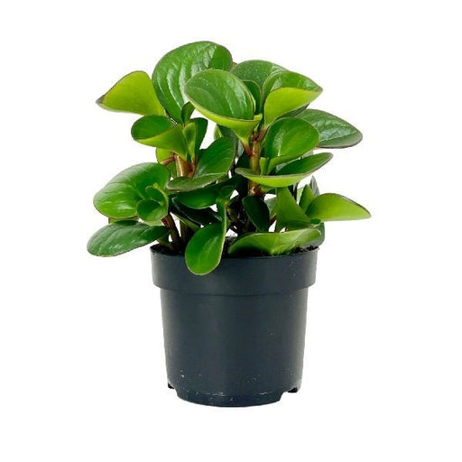 Peperomia - 4" Pot