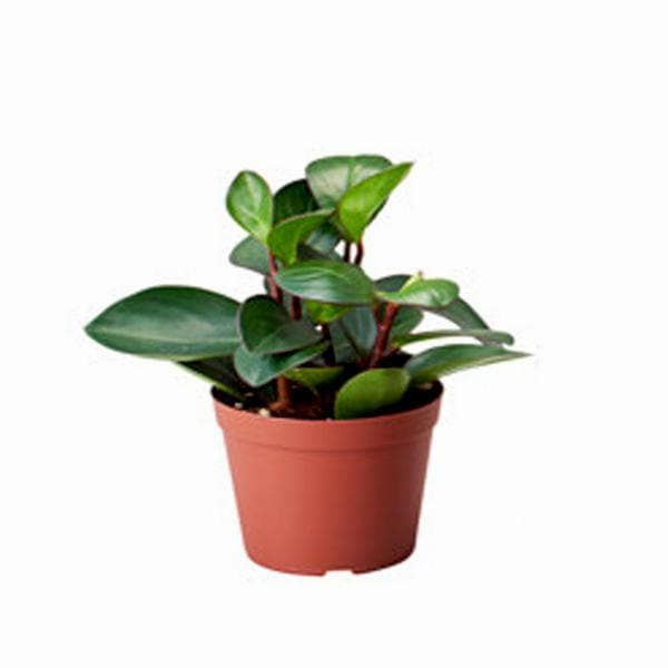 Peperomia orba - Succulent - 4" Pot