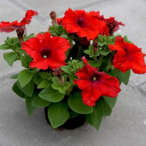 Petunia Red - 6" Pot