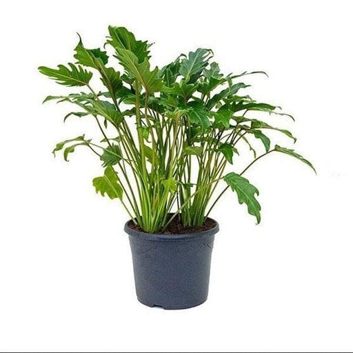 Philodendron lacerum - 8" Pot