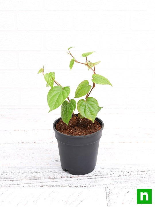 Betel Leaf - 5" Pot