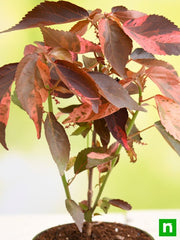 Copper Leaf Croton - 5" Pot