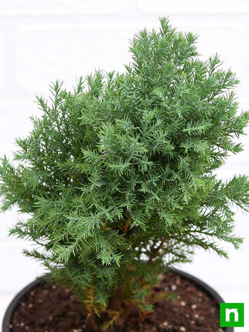 Juniper - 6" Pot