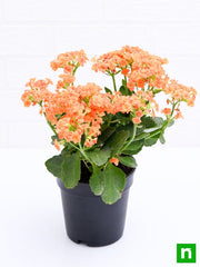 Kalanchoe Orange - 6" Pot