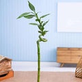 30 cm Spiral Stick Lucky Bamboo