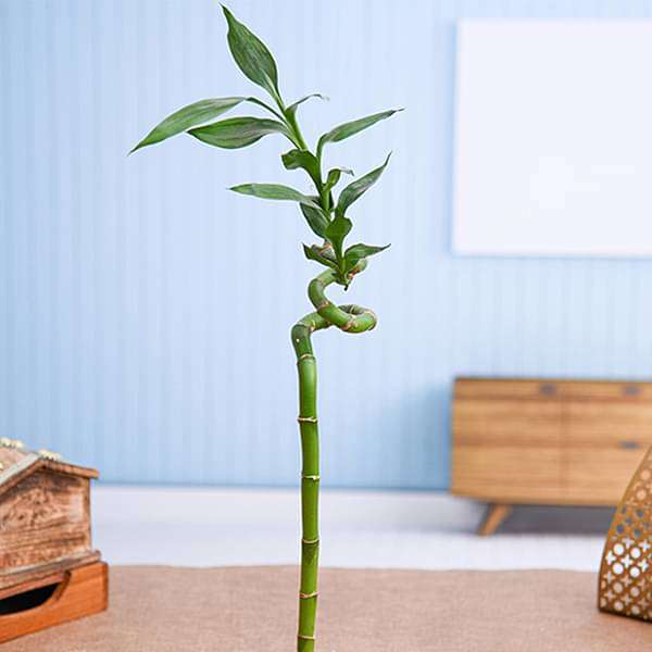 30 cm Spiral Stick Lucky Bamboo