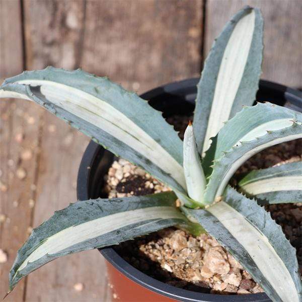 Caribbean Agave Variegated - 4" Pot