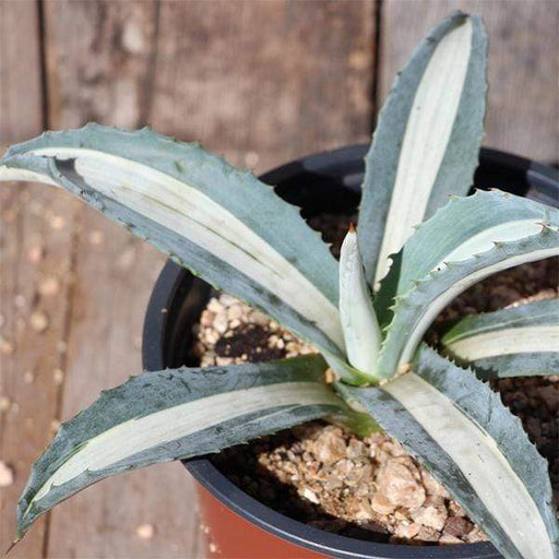Caribbean Agave Variegated - 4" Pot