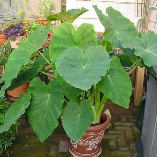 Alocasia - 6" Pot