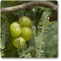 Amla - 10" Grow bag