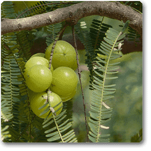 Amla - 10" Grow bag