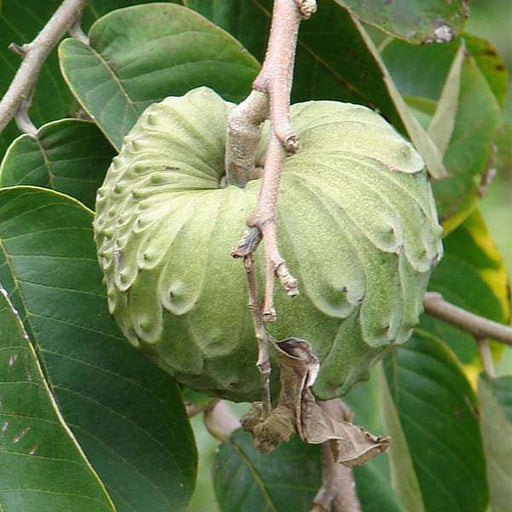 Cherimoya - 10" Grow bag