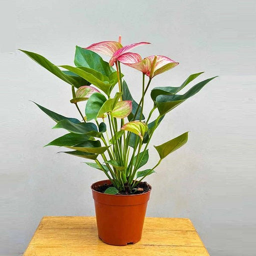 Anthurium Pink - 6" Pot