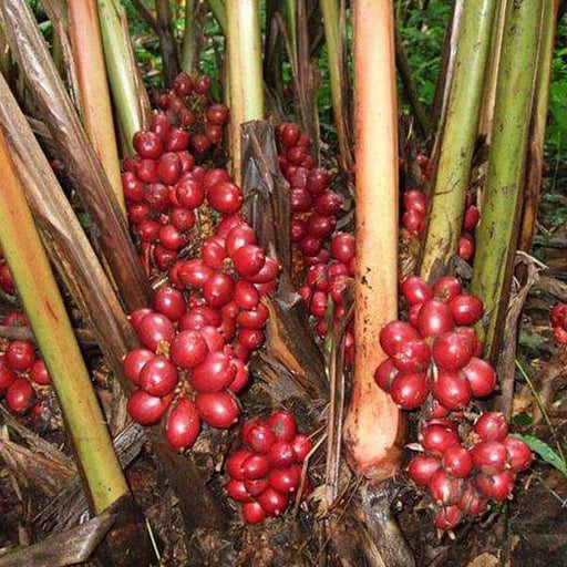 Badi Elaichi - 10" Grow bag