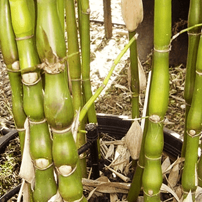 Buddha Belly Bamboo Green - 10" Grow bag