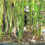 Buddha Belly Bamboo Green - 10" Grow bag