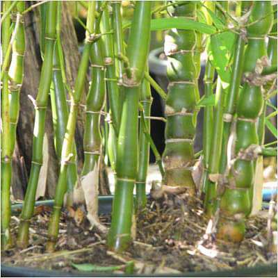 Buddha Belly Bamboo Green - 10" Grow bag